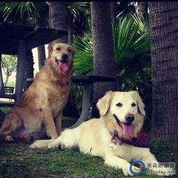 猎犬行动,揭秘神秘任务背后的惊心动魄