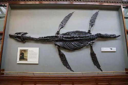 动物寓言集，植物标本集，化石集